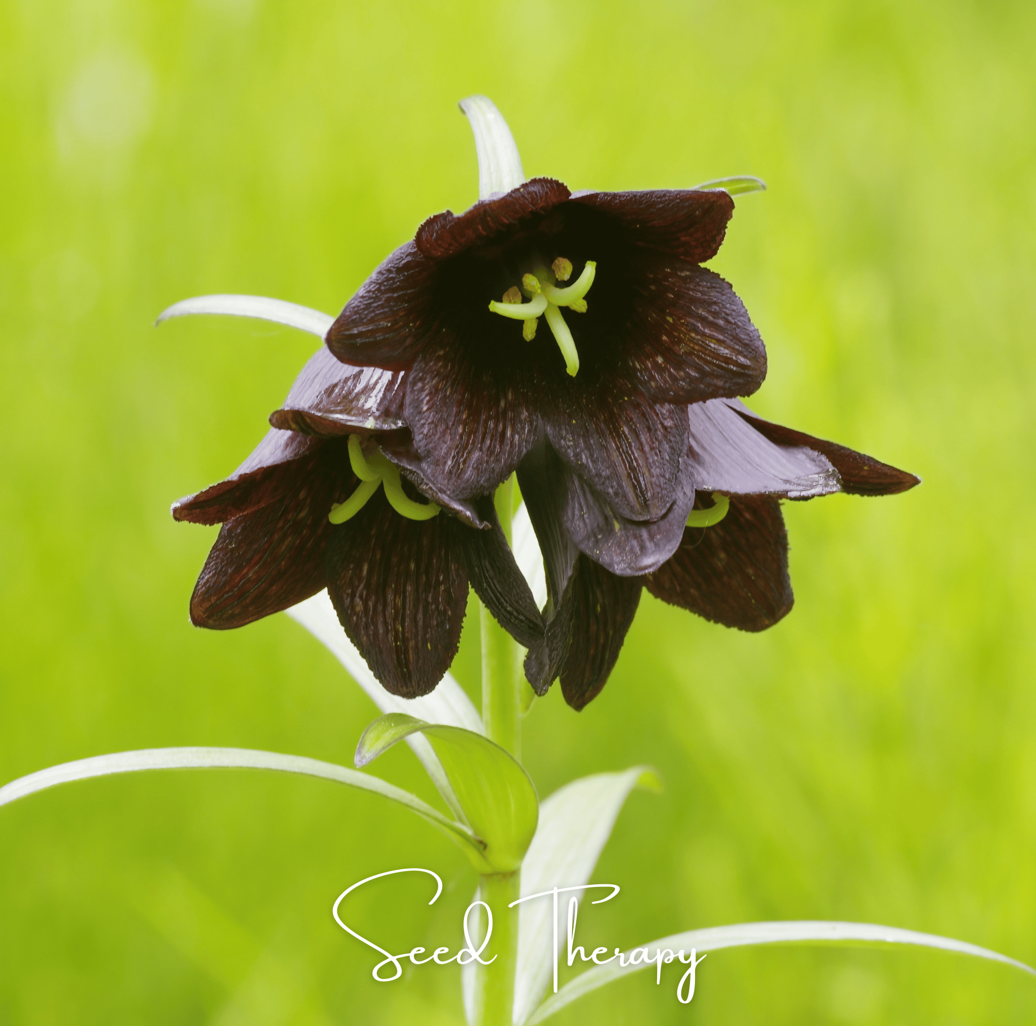 Chocolate Lily – 10 Seeds Southern Seeds