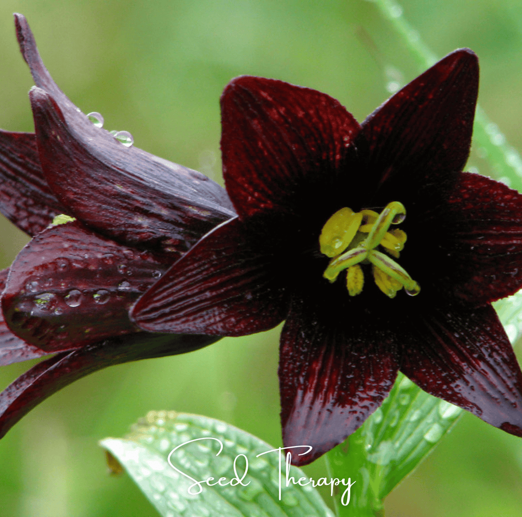 Chocolate Lily – 10 Seeds Southern Seeds