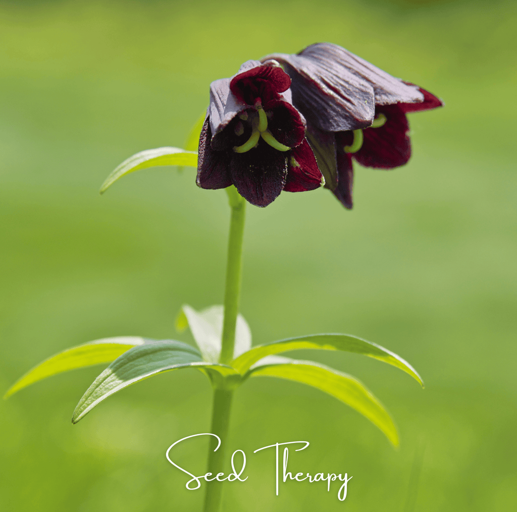 Chocolate Lily – 10 Seeds Southern Seeds