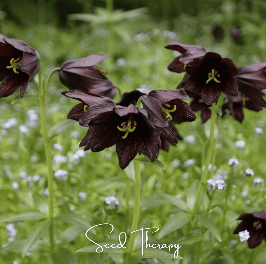 Chocolate Lily – 10 Seeds Southern Seeds