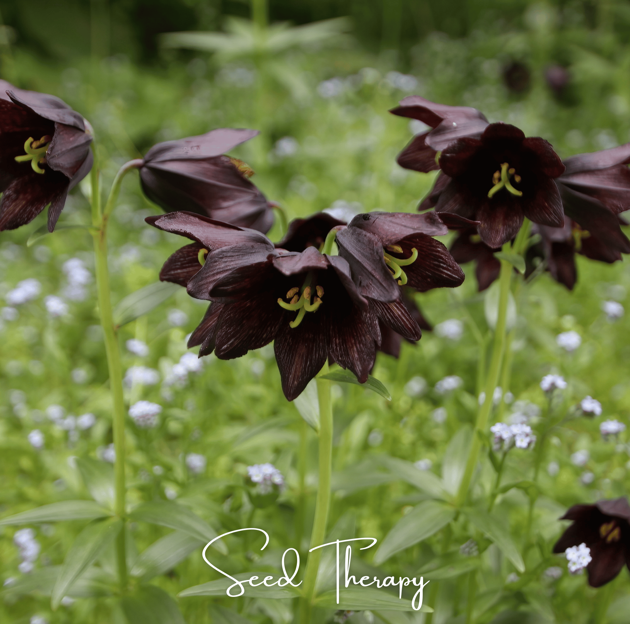 Chocolate Lily – 10 Seeds Southern Seeds