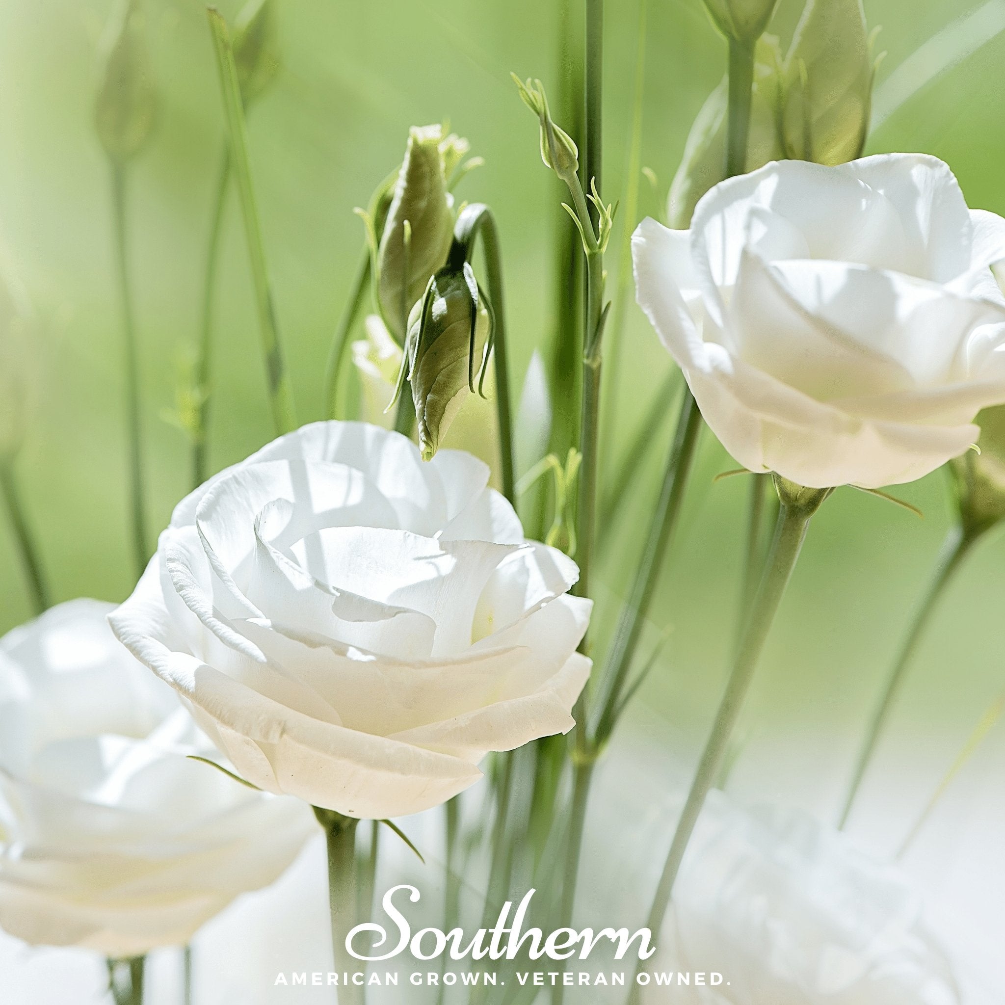 Sapphire White Lisianthus – 25 Seeds Southern Seeds