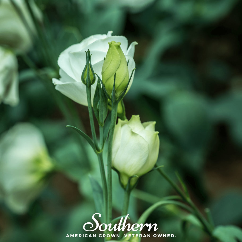 Sapphire White Lisianthus – 25 Seeds Southern Seeds
