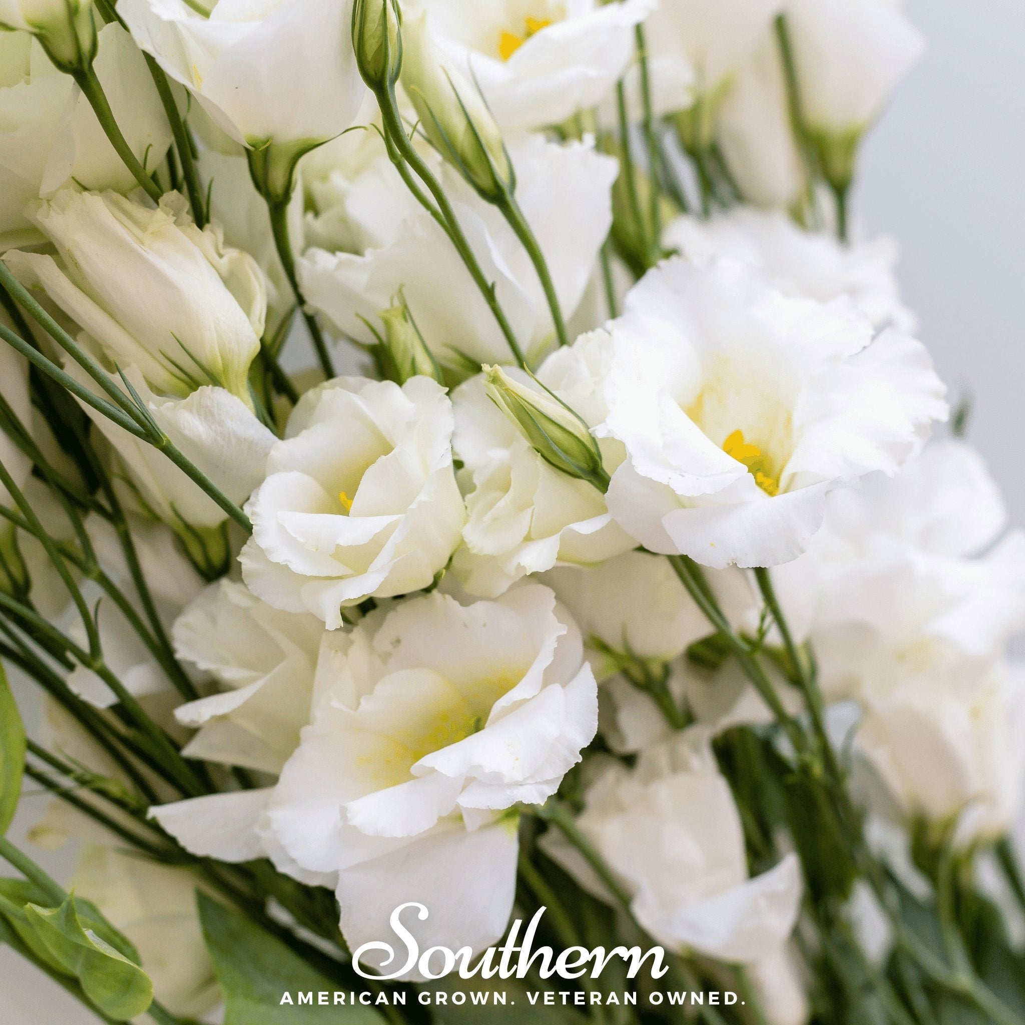 Sapphire White Lisianthus – 25 Seeds Southern Seeds