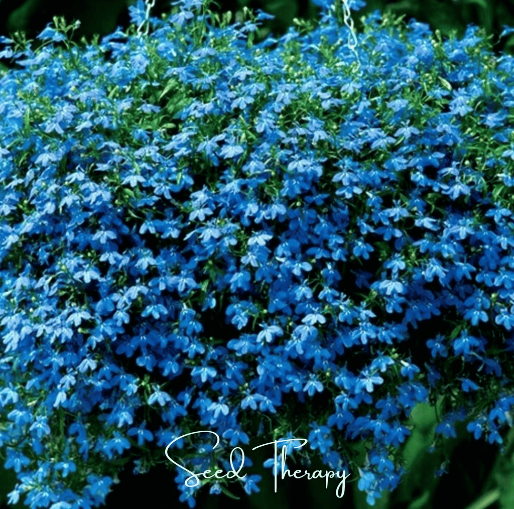 Blue Carpet Lobelia – 100 Seeds Southern Seeds