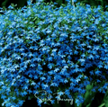 Blue Carpet Lobelia – 100 Seeds Southern Seeds