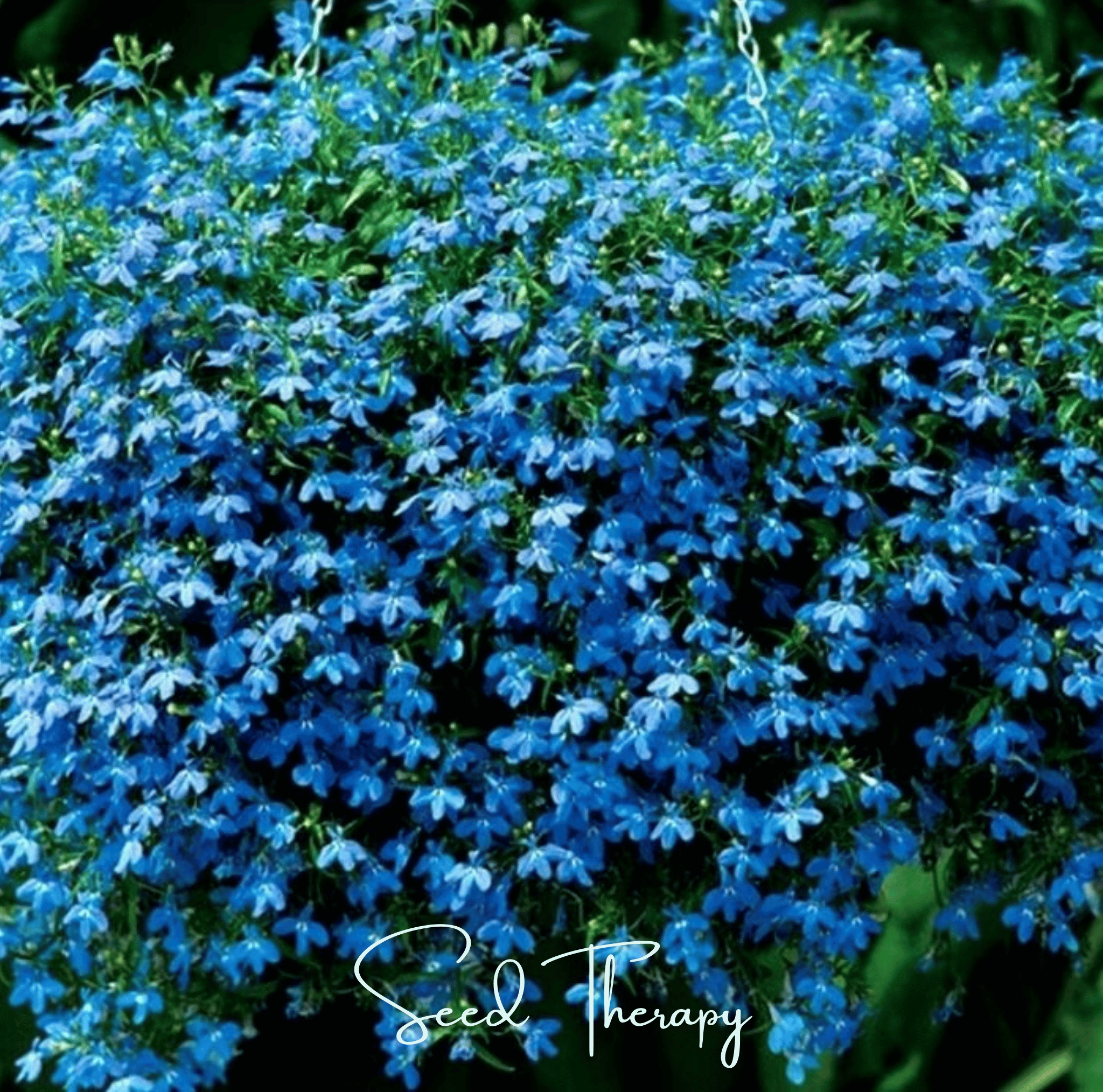 Blue Carpet Lobelia – 100 Seeds Southern Seeds