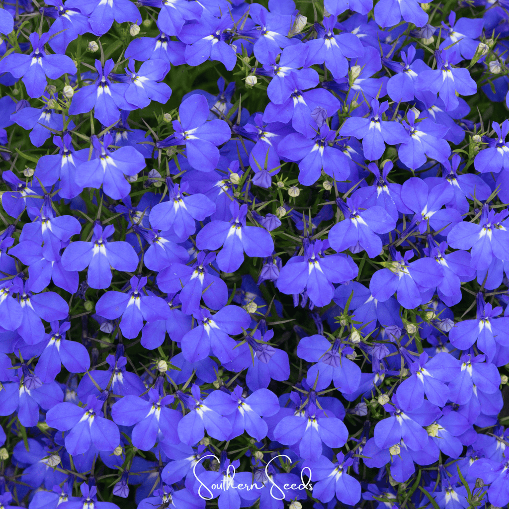 Blue Carpet Lobelia – 100 Seeds Southern Seeds