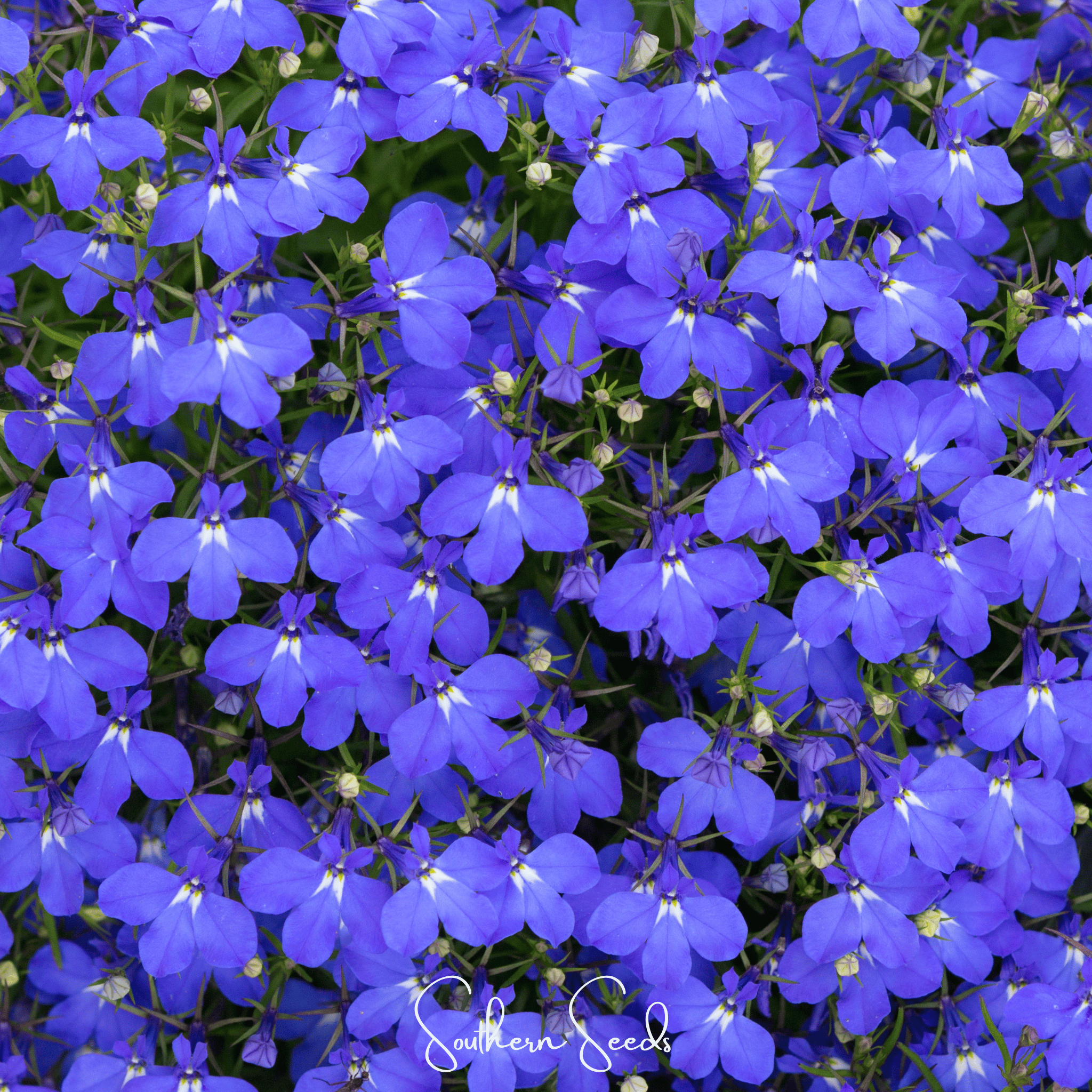 Blue Carpet Lobelia – 100 Seeds Southern Seeds