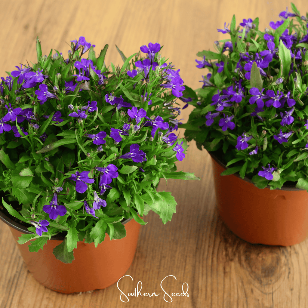 Blue Carpet Lobelia – 100 Seeds Southern Seeds
