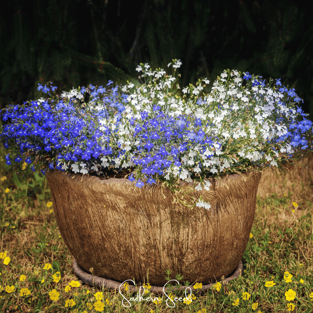 Blue Carpet Lobelia – 100 Seeds Southern Seeds