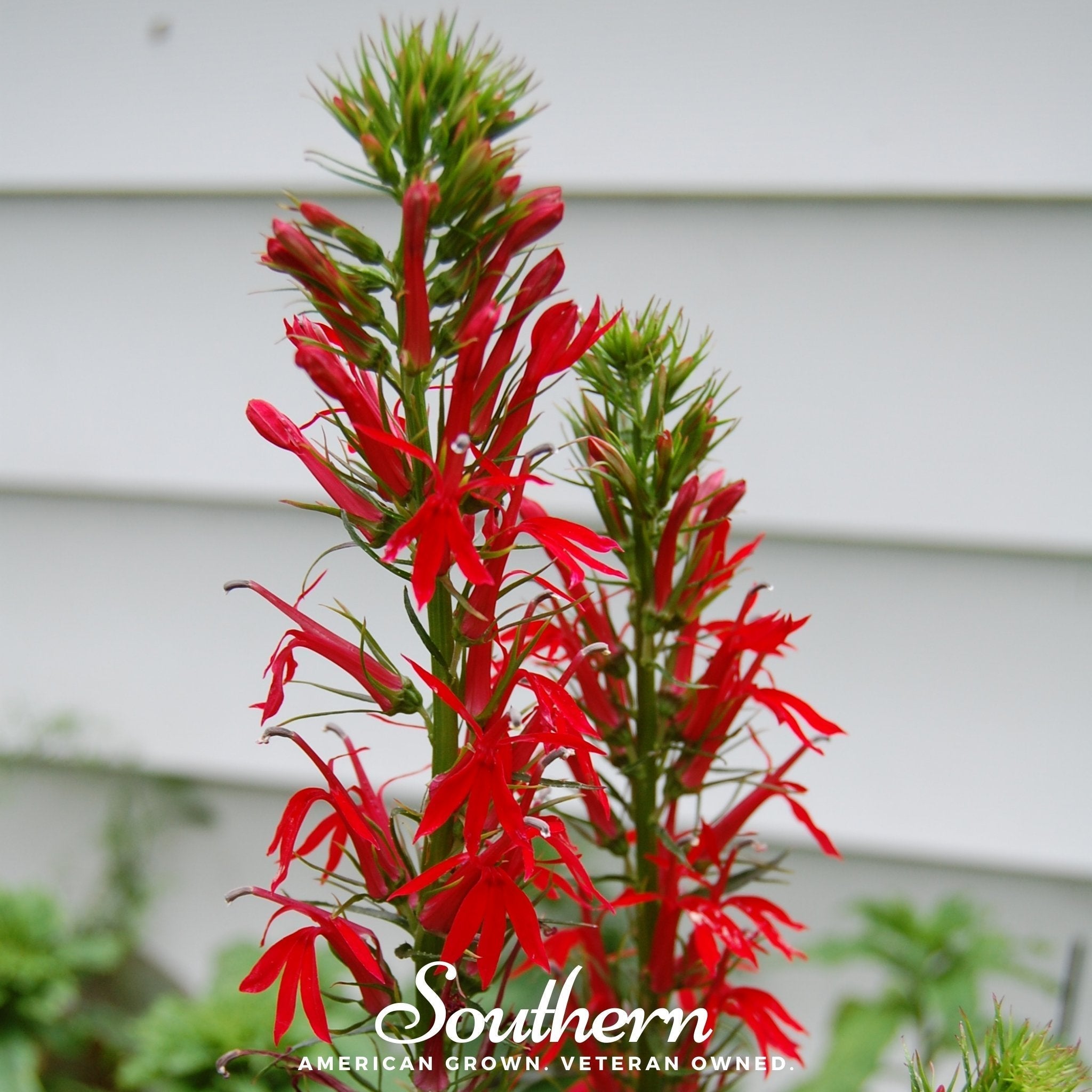 Cardinal Flower Lobelia – 250 Seeds Southern Seeds