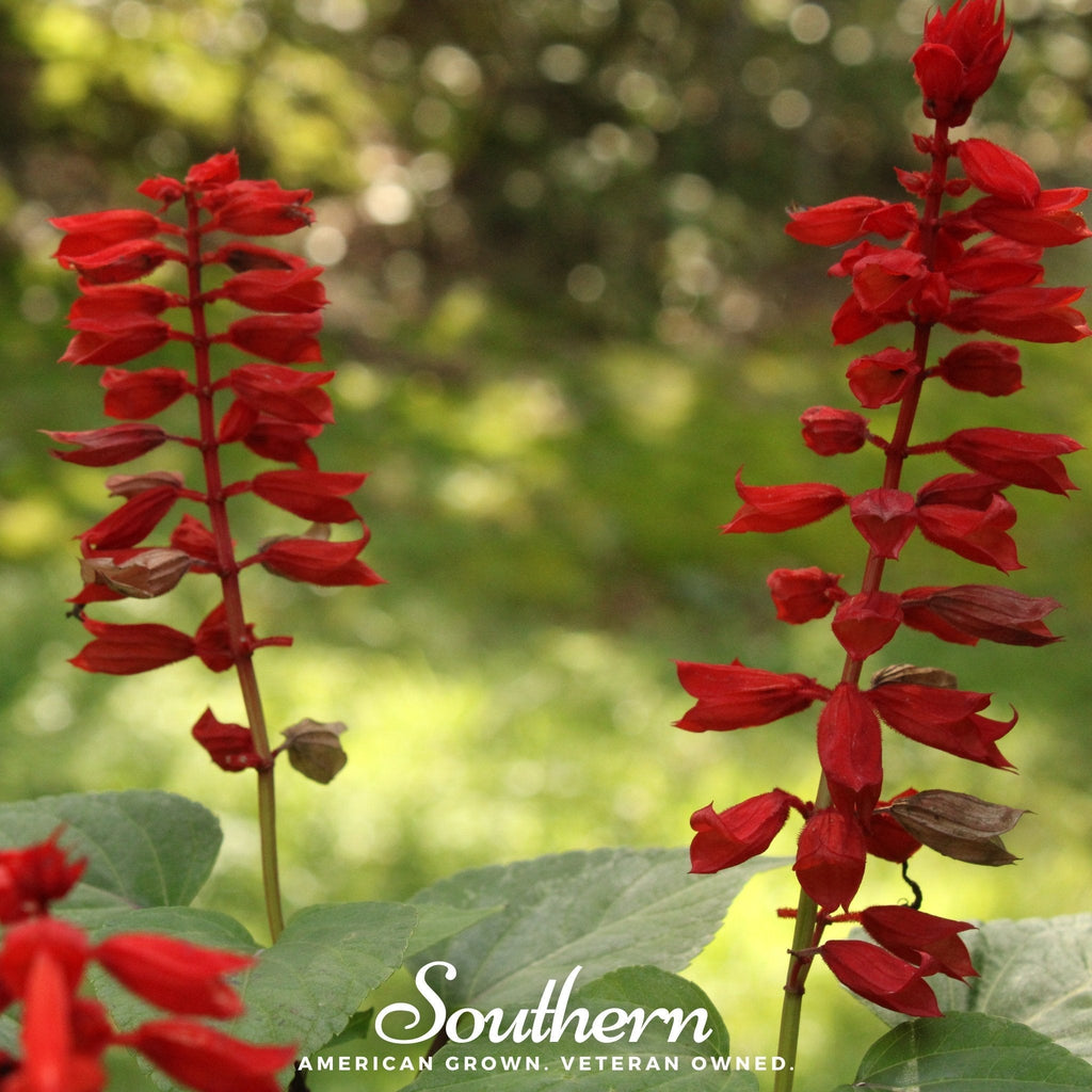 Cardinal Flower Lobelia – 250 Seeds Southern Seeds