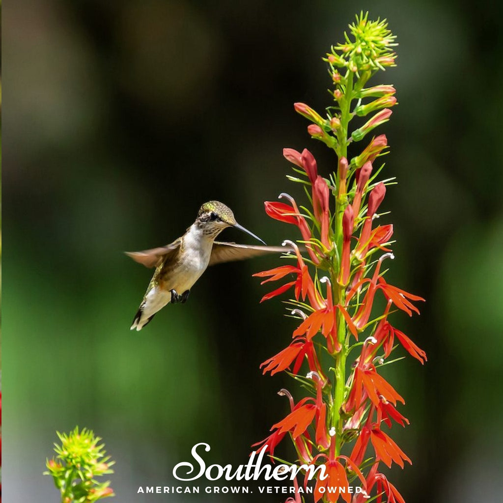 Cardinal Flower Lobelia – 250 Seeds Southern Seeds