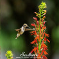 Cardinal Flower Lobelia – 250 Seeds Southern Seeds