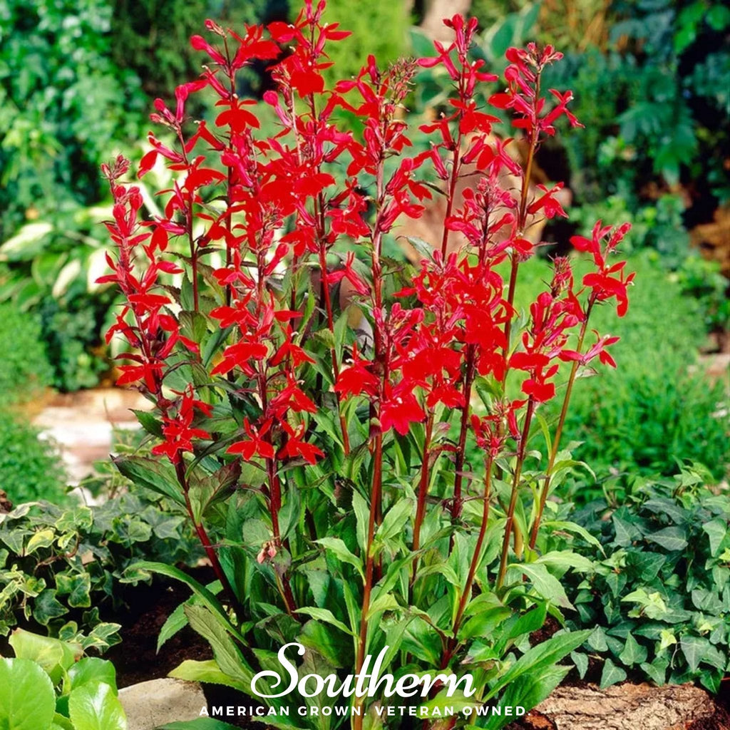 Cardinal Flower Lobelia – 250 Seeds Southern Seeds