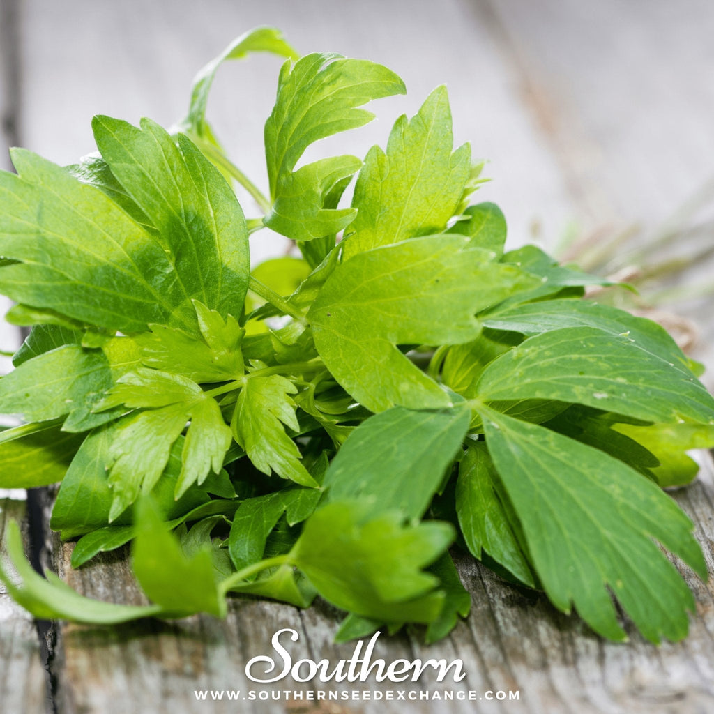 Lovage – 50 Seeds Southern Seeds