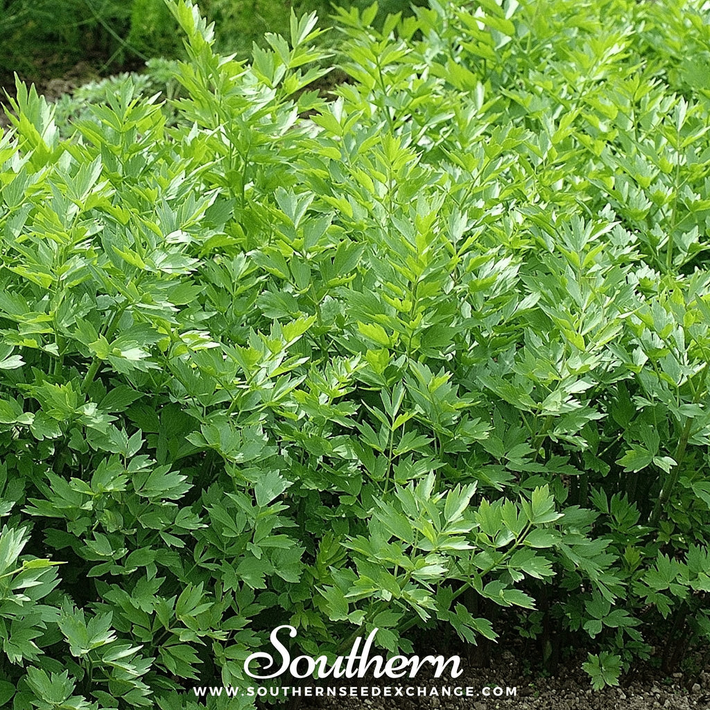 Lovage – 50 Seeds Southern Seeds