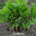 Lovage – 50 Seeds Southern Seeds