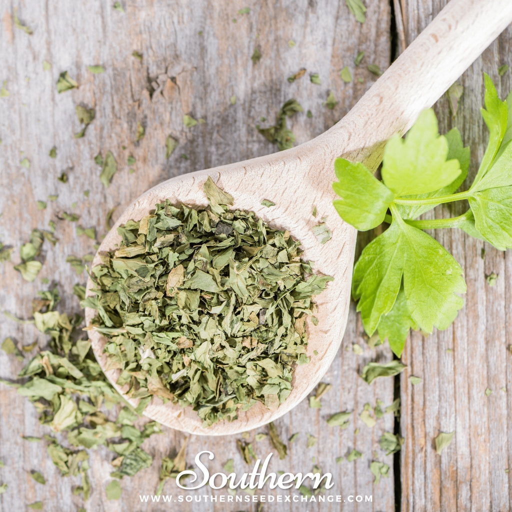 Lovage – 50 Seeds Southern Seeds