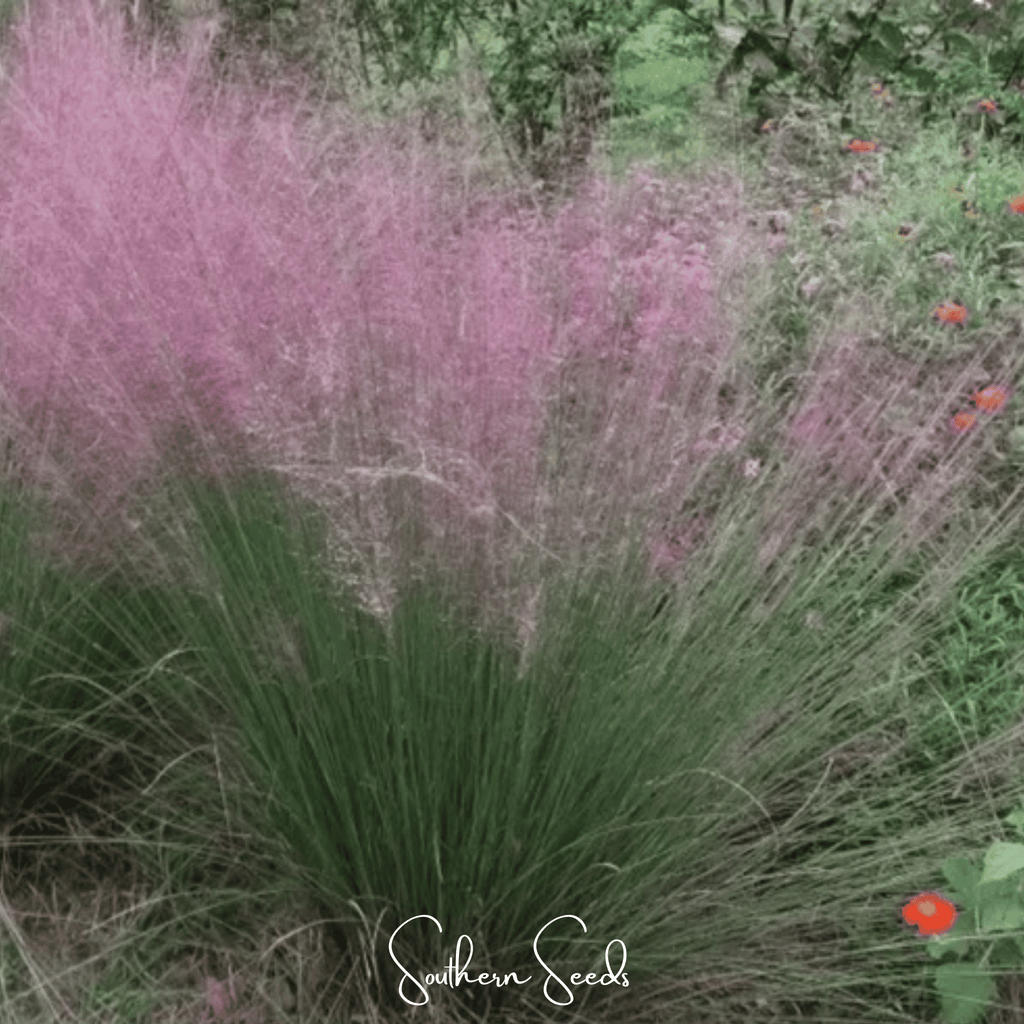 Purple Love Grass – 50 Seeds Southern Seeds