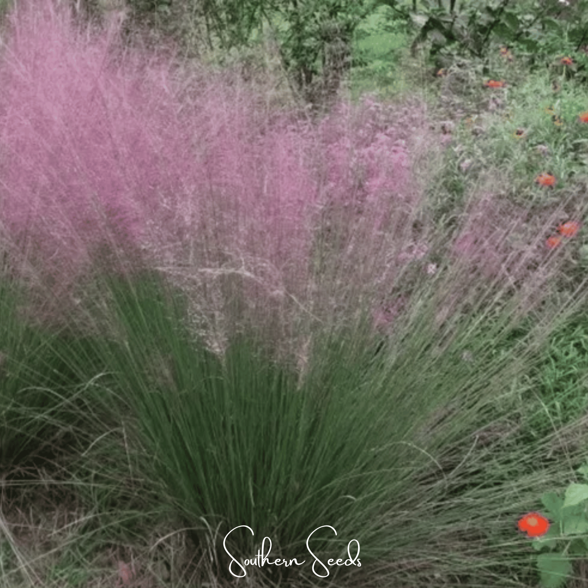 Purple Love Grass – 50 Seeds Southern Seeds