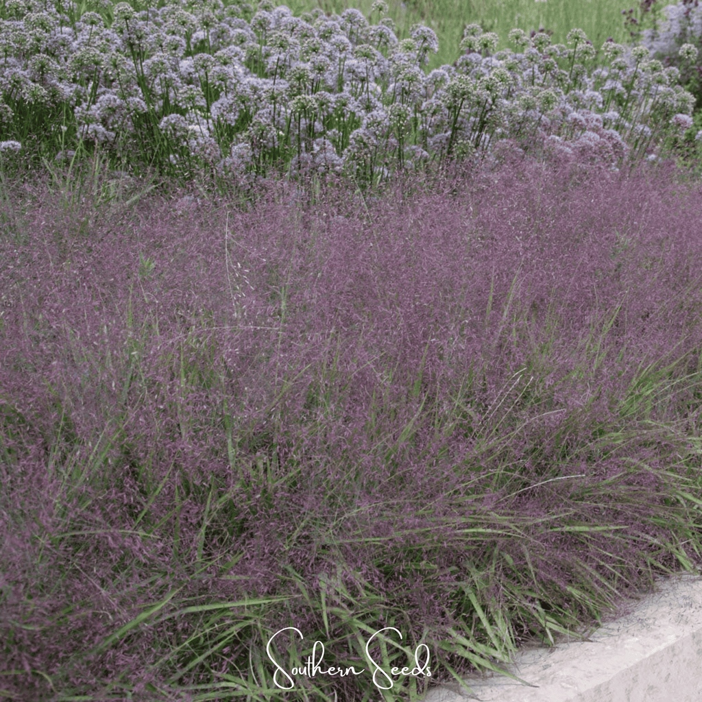 Purple Love Grass – 50 Seeds Southern Seeds