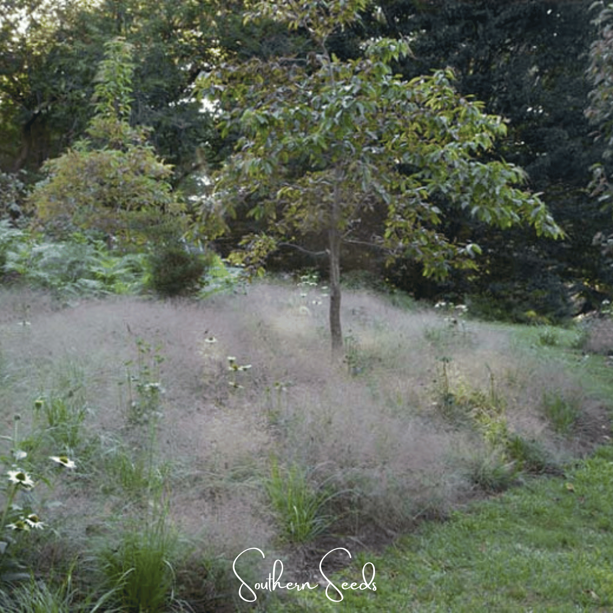Purple Love Grass – 50 Seeds Southern Seeds
