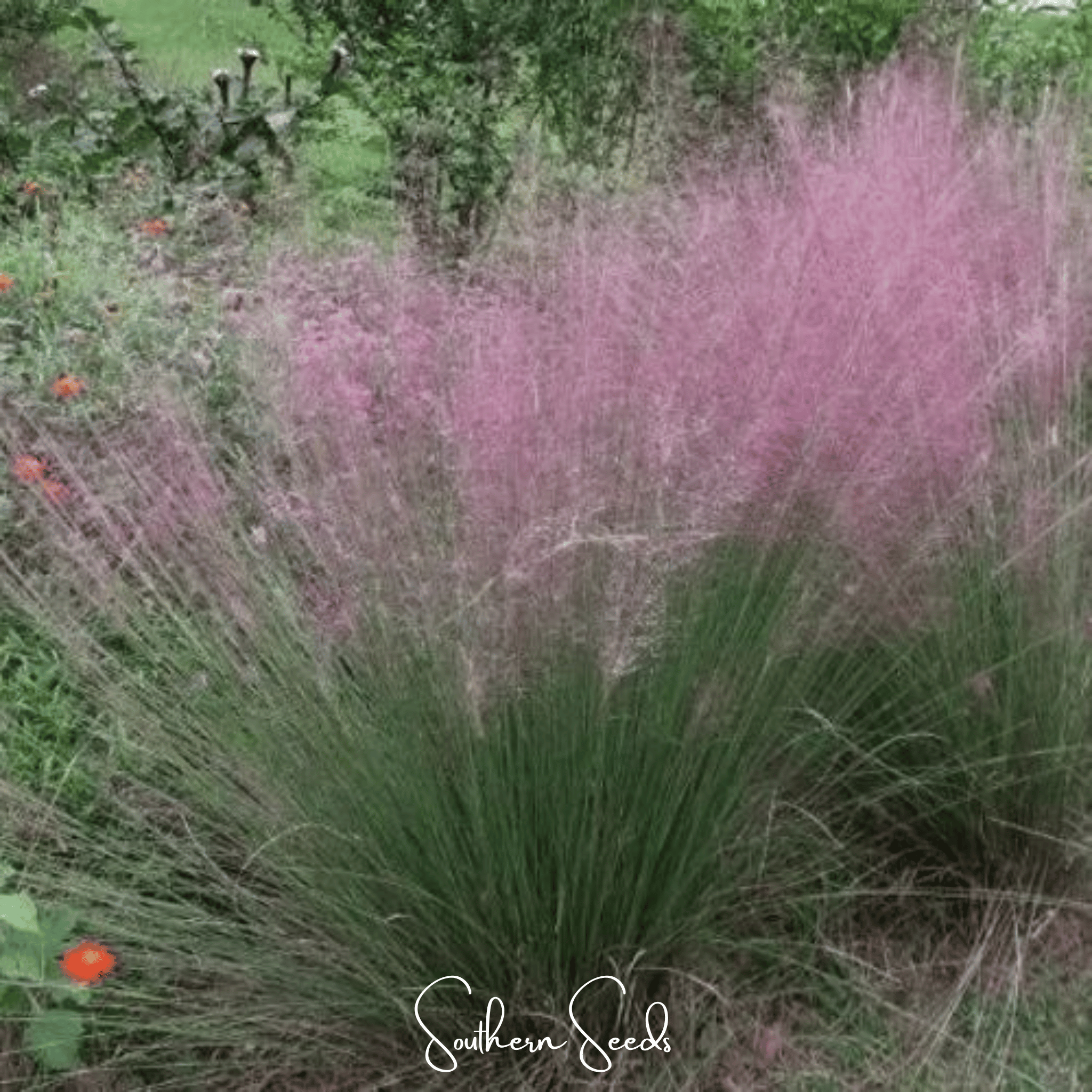Purple Love Grass – 50 Seeds Southern Seeds