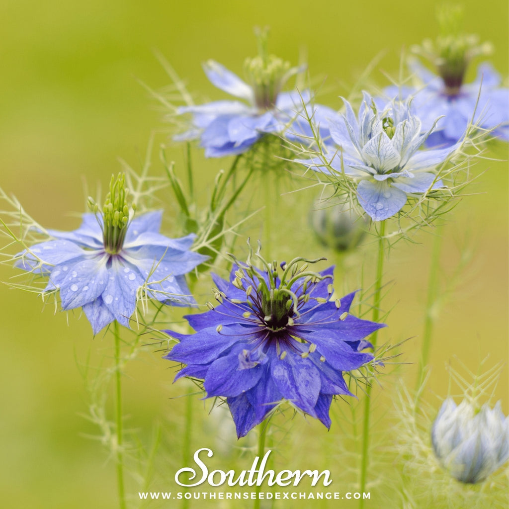 Jewels Mix Love in a Mist – 100 Mixed Seeds Southern Seeds