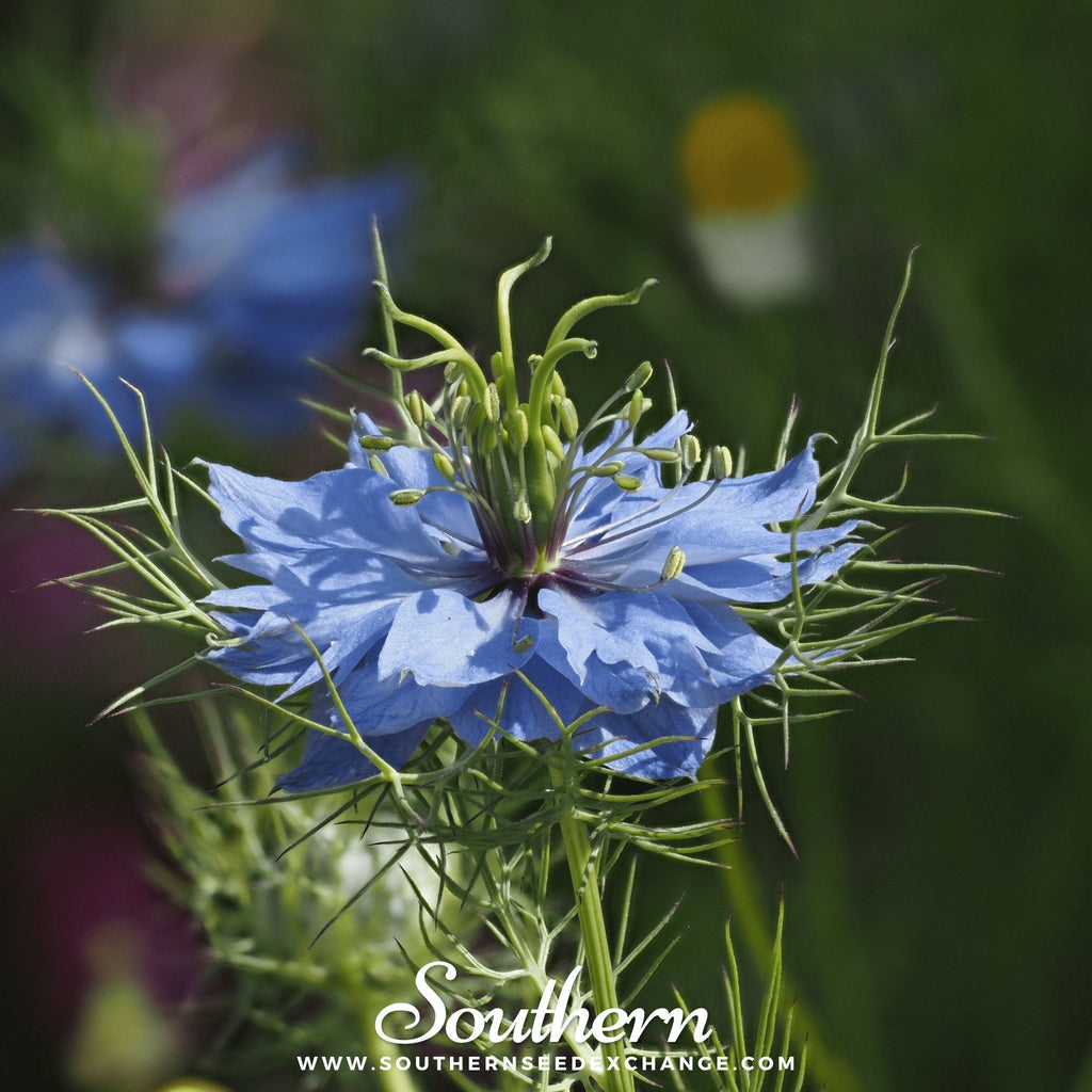 Jewels Mix Love in a Mist – 100 Mixed Seeds Southern Seeds