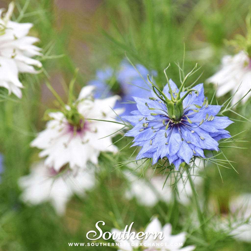 Jewels Mix Love in a Mist – 100 Mixed Seeds Southern Seeds