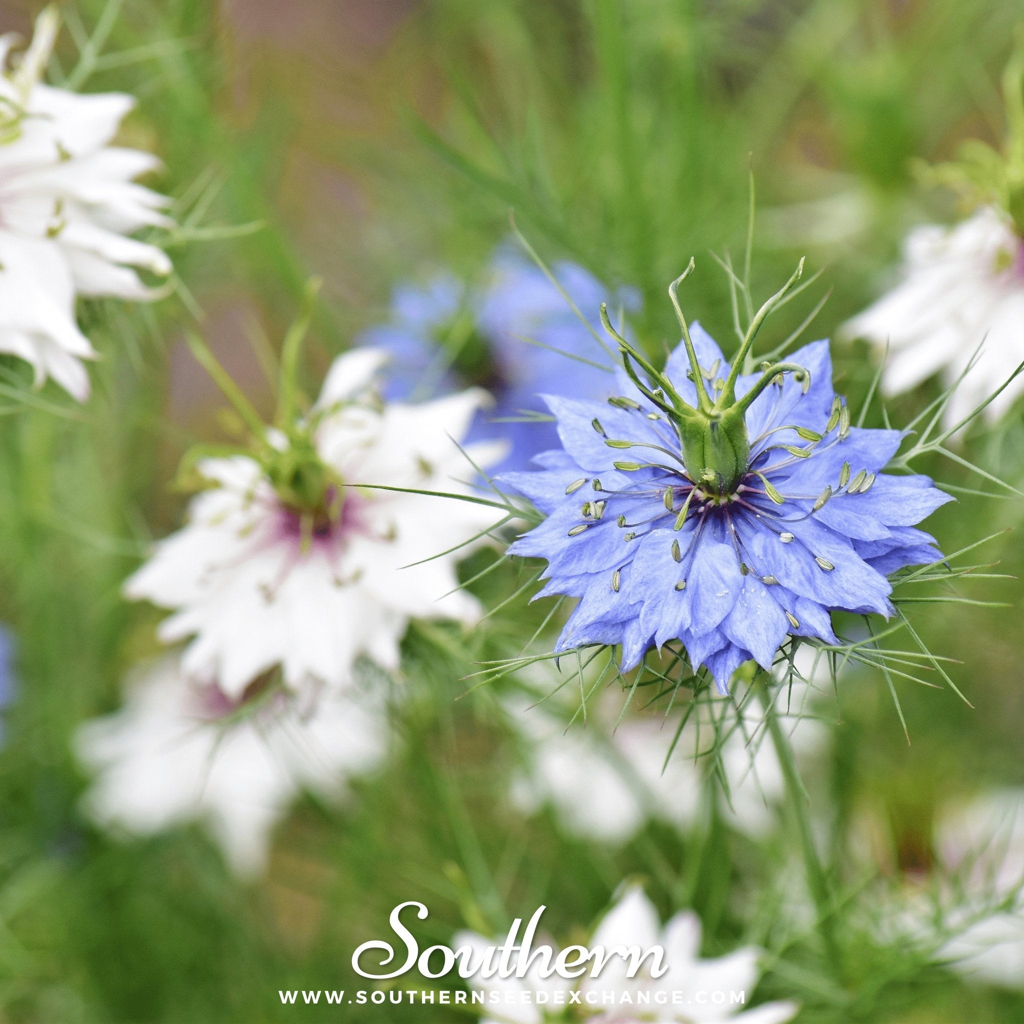 Jewels Mix Love in a Mist – 100 Mixed Seeds Southern Seeds