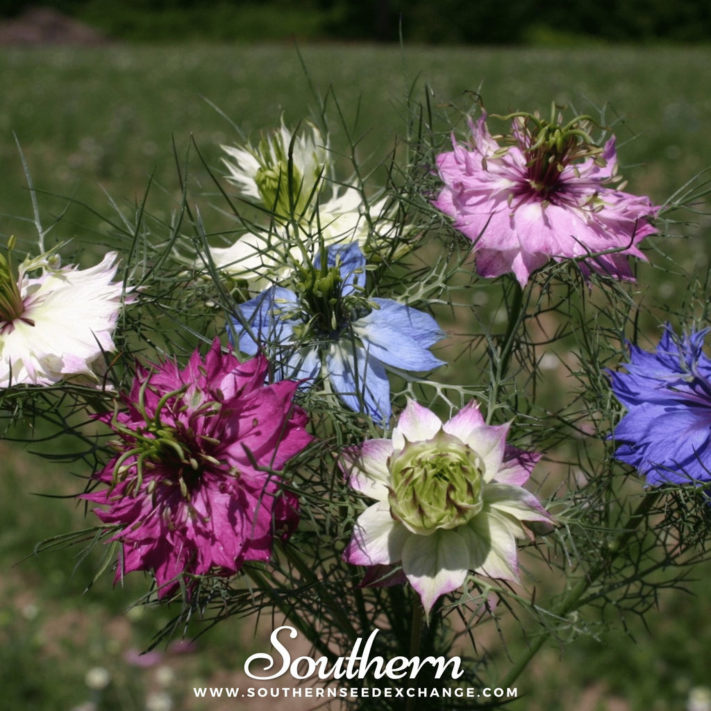 Jewels Mix Love in a Mist – 100 Mixed Seeds Southern Seeds
