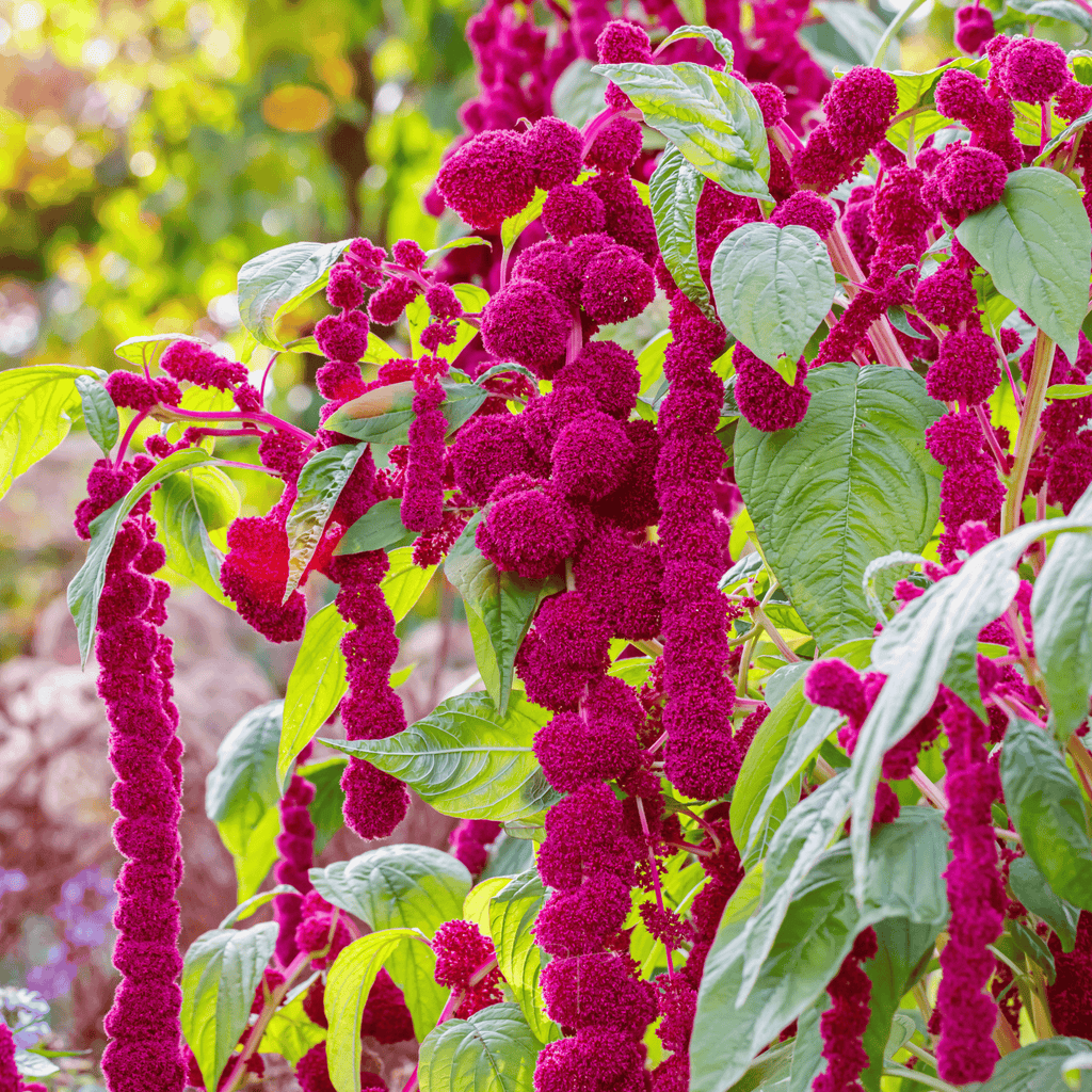 Love Lies Bleeding Amaranth – 250 Seeds Southern Seeds