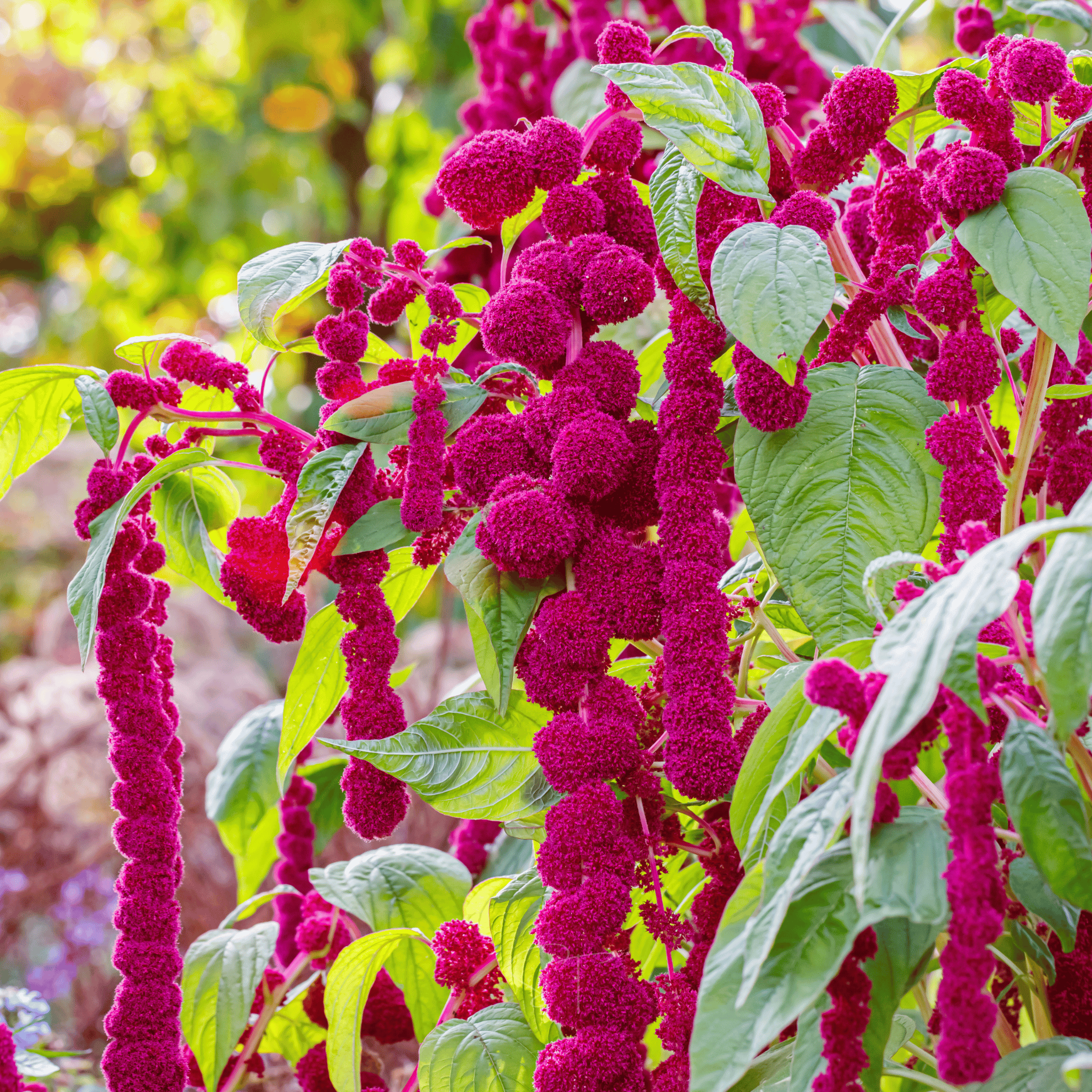 Love Lies Bleeding Amaranth – 250 Seeds Southern Seeds
