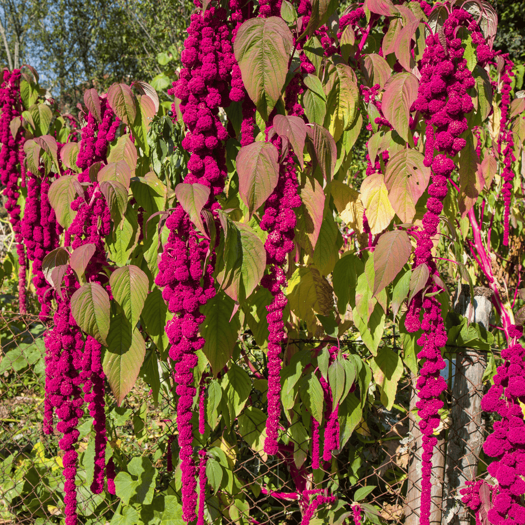 Love Lies Bleeding Amaranth – 250 Seeds Southern Seeds