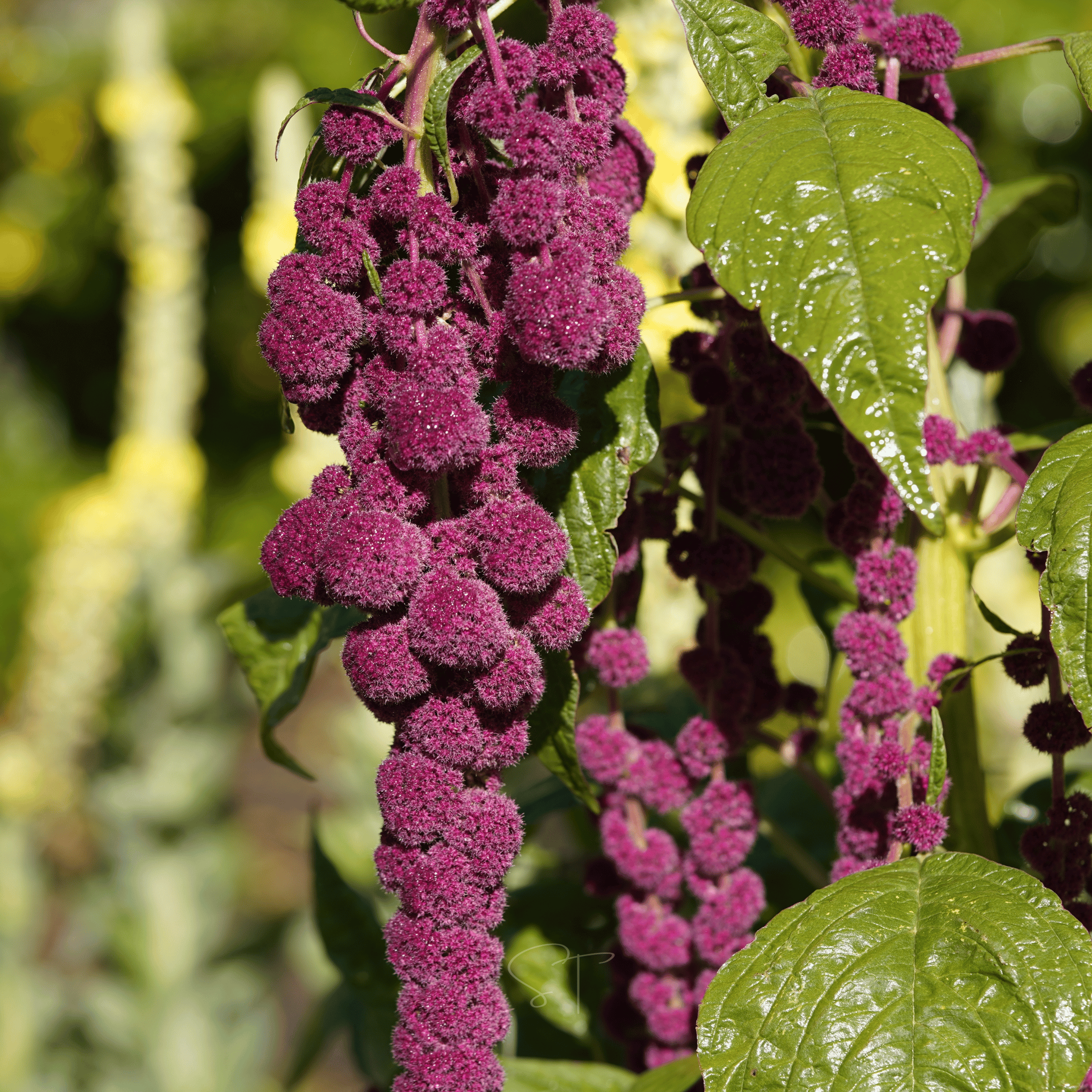 Love Lies Bleeding Amaranth – 250 Seeds Southern Seeds