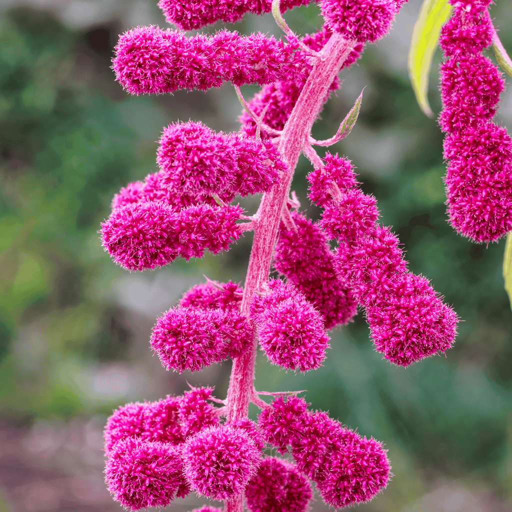 Love Lies Bleeding Amaranth – 250 Seeds Southern Seeds