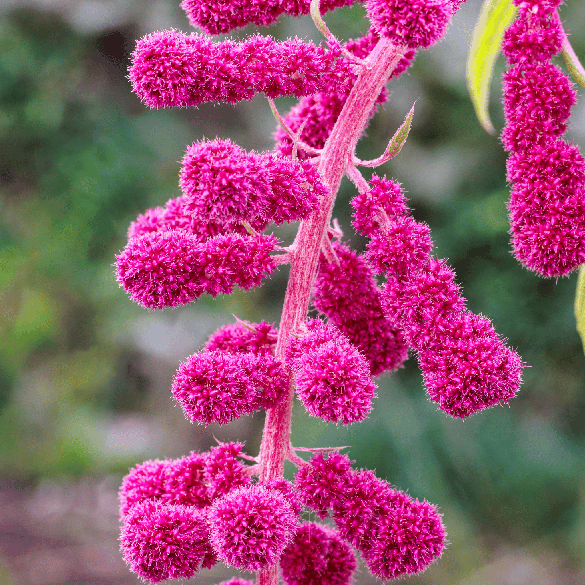 Love Lies Bleeding Amaranth – 250 Seeds Southern Seeds