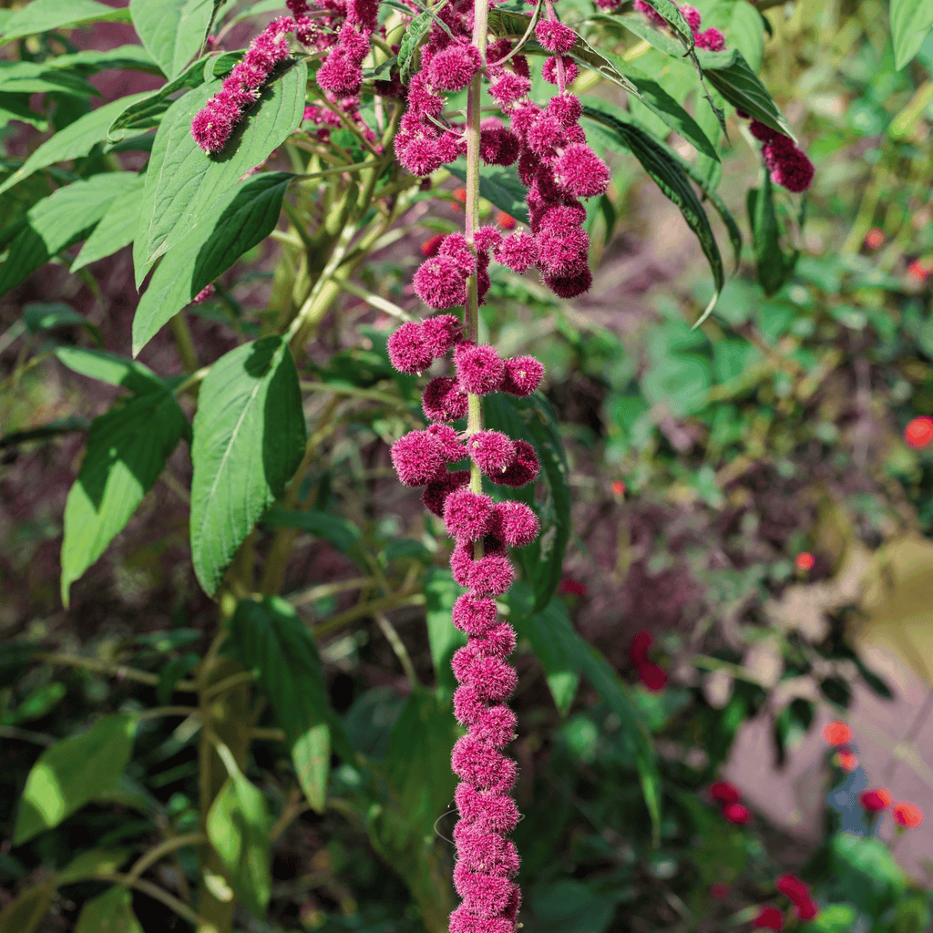 Love Lies Bleeding Amaranth – 250 Seeds Southern Seeds