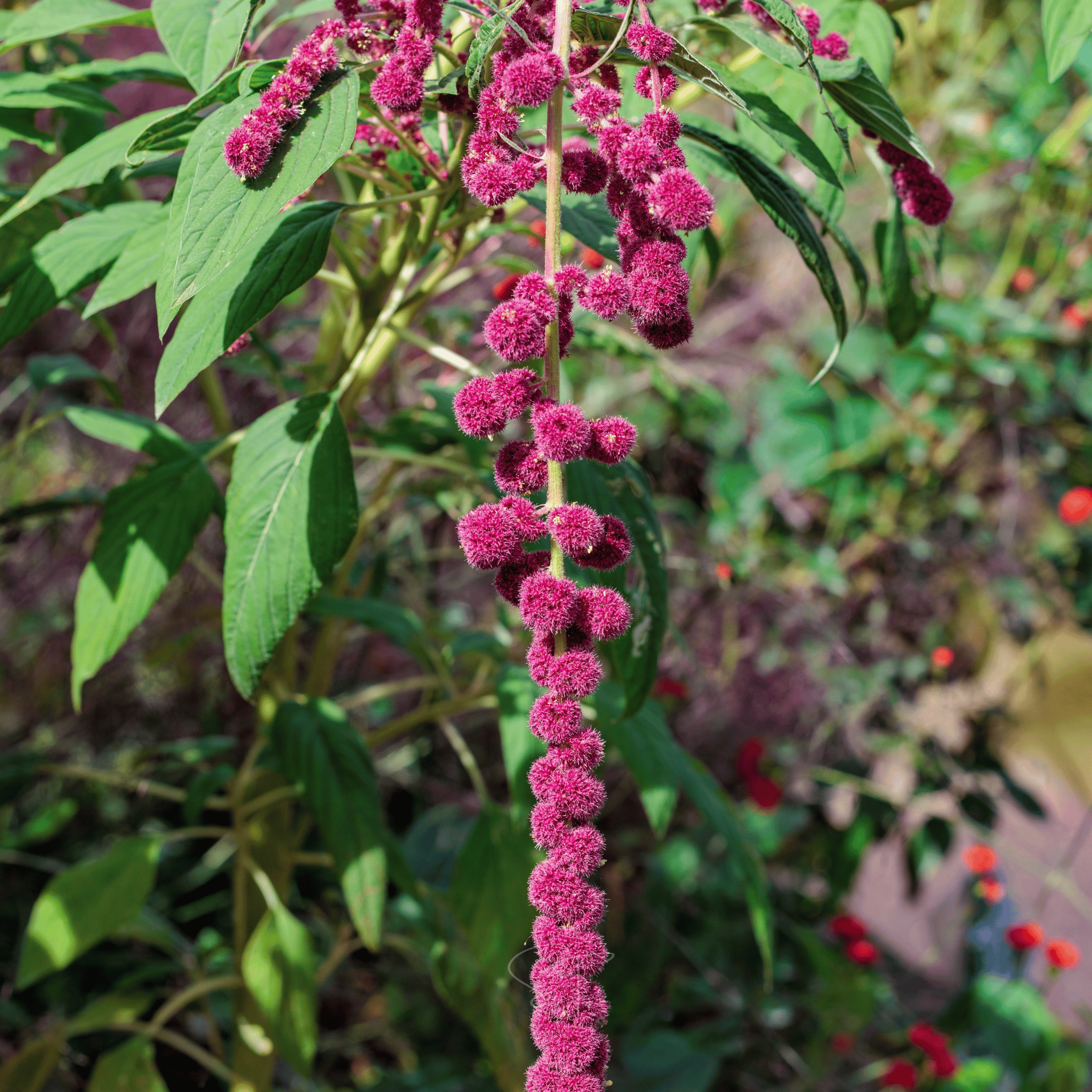 Love Lies Bleeding Amaranth – 250 Seeds Southern Seeds