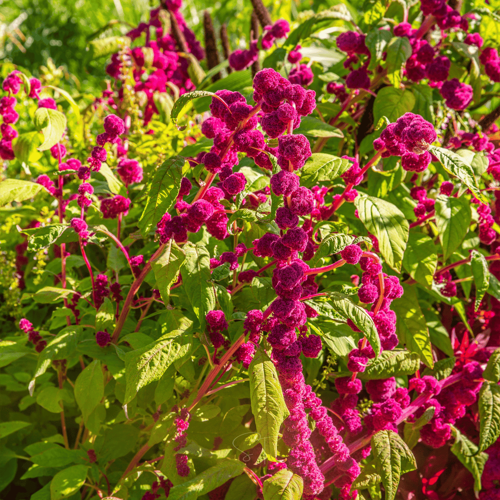 Love Lies Bleeding Amaranth – 250 Seeds Southern Seeds