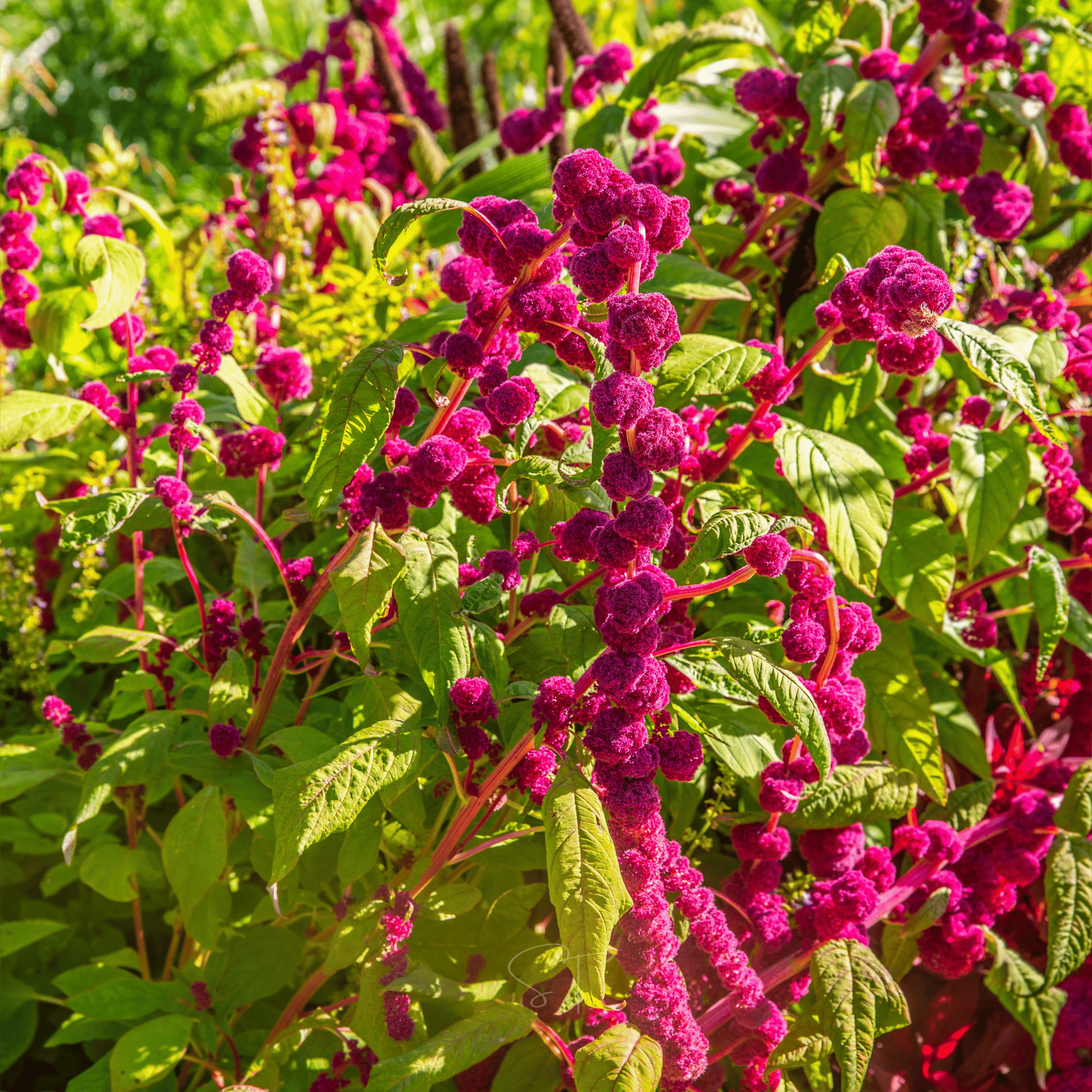 Love Lies Bleeding Amaranth – 250 Seeds Southern Seeds