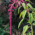 Love Lies Bleeding Amaranth – 250 Seeds Southern Seeds
