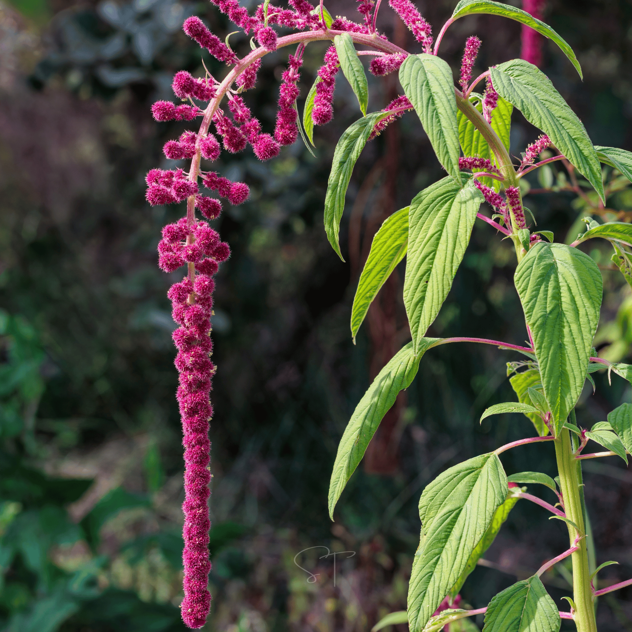 Love Lies Bleeding Amaranth – 250 Seeds Southern Seeds