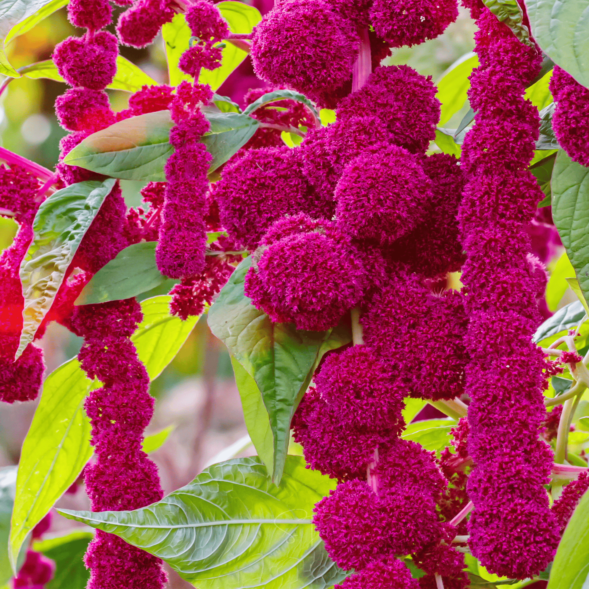 Love Lies Bleeding Amaranth – 250 Seeds Southern Seeds