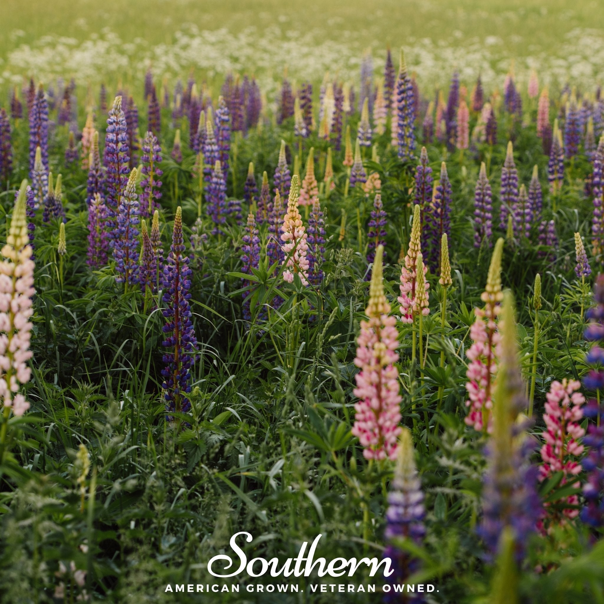 Perennial Lupine – 50 Seeds Southern Seeds