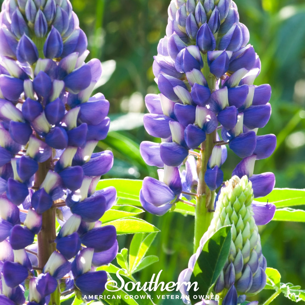 Perennial Lupine – 50 Seeds Southern Seeds