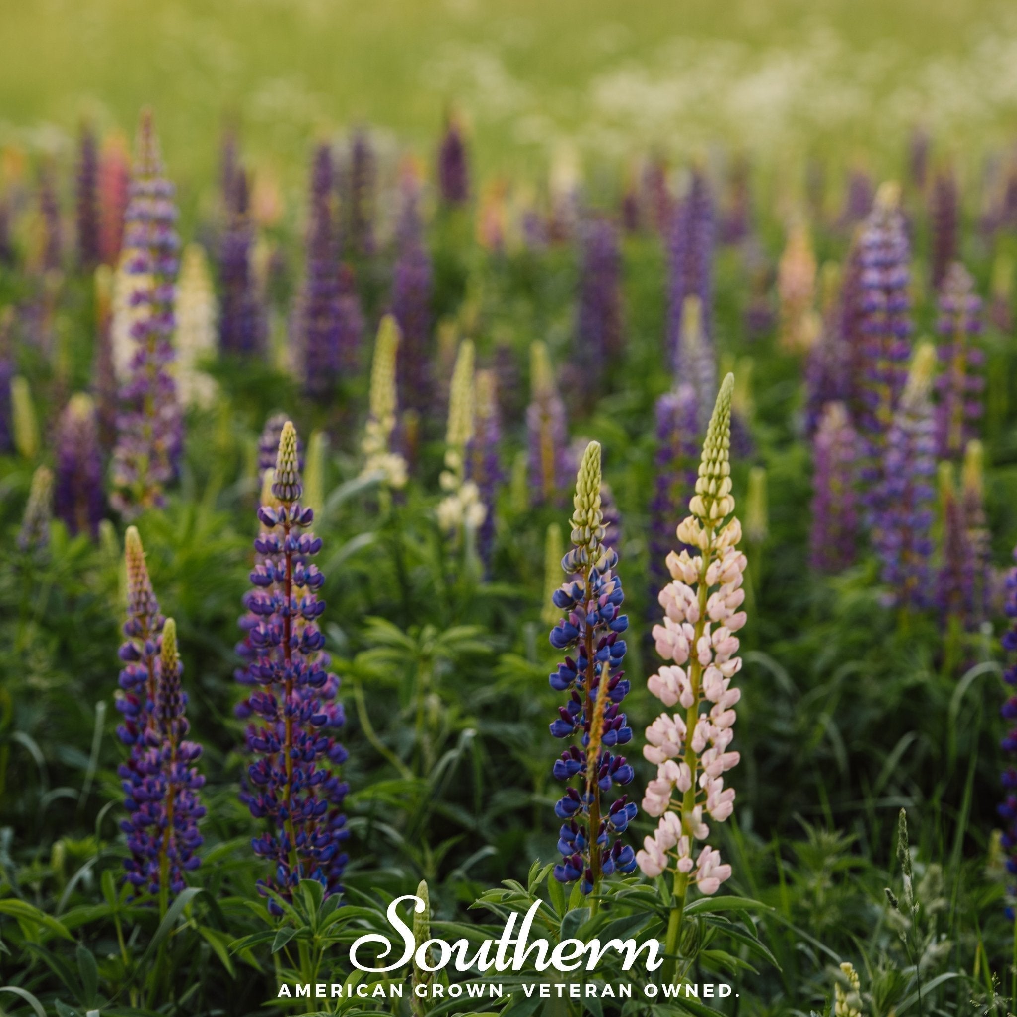 Perennial Lupine – 50 Seeds Southern Seeds
